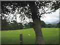 Grazing sheep at Llandegfan