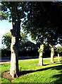 Magdalen Lane Trees in the Evening Sun