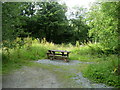 Picnic Site in Craignant