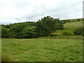 Upland pastures near Coed Cae Ddu Farm