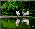 Heron and swans at Three Sisters