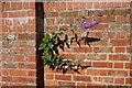 Buddleia in the wall