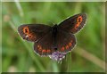 NN2432 : Scotch Argus butterfly by Philip Halling