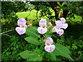 Himalayan Balsam, Impatiens glandulifera