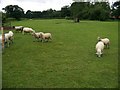 Sheep coming to meet the visitors (who may have food with them) at Ladyland Farm