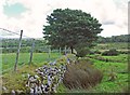 Boundary of the moorland: Blaenffynnon, Meline