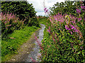 Footpath Near Calder Water