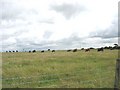 Cattle on grazing land on the ridge top