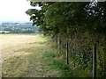 Dry Stone Wall with Foxgloves