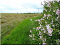 Edge of hay field