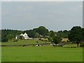 Cattle in field near `The Monkey