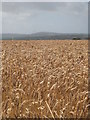 Field of ripe wheat at Gew