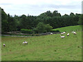 Sheep grazing west of Penuwch, Ceredigion