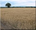 Farmland near The Valley Farm