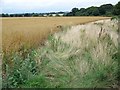 Field headland, Little Shoddesden