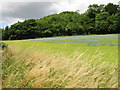 Field of flax near Soval Wood