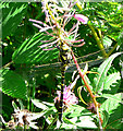 SX7889 : Golden Ringed Dragonfly  near Dunsford wood by paul dickson