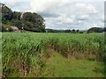 Corn field at Graig Penllyn