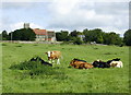 2008 : Cattle pasture, Upton Scudamore