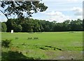 High Royds Cricket Pitch - Menston