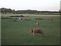 NZ2196 : Cows Graze on Chevington Moor by Sarah Charlesworth
