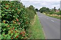 Carlton Road between Market Bosworth and Carlton