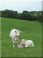 Cattle grazing at Penuwch, Ceredigion