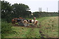 Cattle Feeding