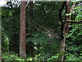 Railway viaduct in trees