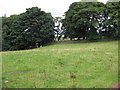 Dry stone dyke and trees