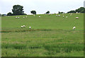SN6060 : Grazing north-west of Llangeitho, Ceredigion by Roger  D Kidd