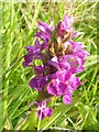 Northern Marsh-orchid (Dactylorhiza purpurella)