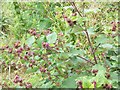 Burdock (Arctium minus), Little Shoddesden