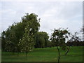 Trees on Chilwell Manor Golf Course