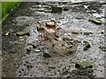 Abandoned supermarket trolley