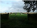 View along field that retains its original narrow medieval boundary walls