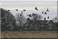 Wood Pigeons (Columba palumbus), Altcar Moss