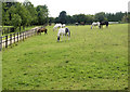 Horses,  Clarendon Lodge