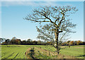 Footpath to Borsdane Wood