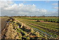 Open Fields and Footpath