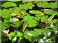 Waterlilies, Clincton Wood Local Nature Reserve