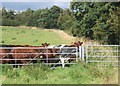 Field with cattle near Cottage Farm