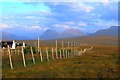 Plantation Near Brae of Achnahaird