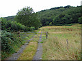 Track to Coed Bronllangwrda