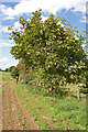 Walnut tree beside footpath Rockbourne Hampshire