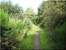 NY2461 : Hadrian's Wall National Trail near Port Carlisle by Oliver Dixon