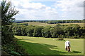 Horse in field off Telham Lane