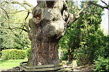TQ2993 : Minchenden Oak by Isaac Letterhead