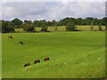 Horses grazing at Speen