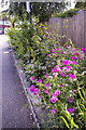 Roadside planting, Townsend Avenue, London N14